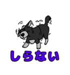 我が家のシュナウザーのスタンプ（個別スタンプ：24）