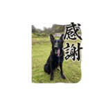動物スタンプりさ2（個別スタンプ：1）