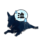動物スタンプりさ2（個別スタンプ：15）