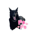 動物スタンプりさ2（個別スタンプ：16）