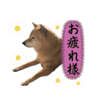 大好き♡クリちゃん（個別スタンプ：12）