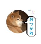 大好き♡クリちゃん（個別スタンプ：15）