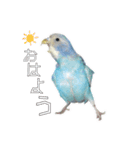 悪鳥ぴーちゃん（個別スタンプ：1）