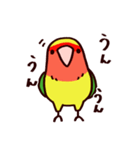 スーパーコザクラインコ（個別スタンプ：5）