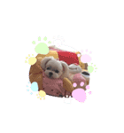 りんちゃんの生活Part.4（個別スタンプ：1）