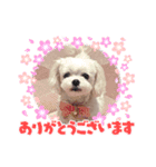 りんちゃんの生活Part.4（個別スタンプ：2）
