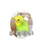 ぜんこのすたんぷ（個別スタンプ：2）