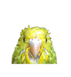 ぜんこのすたんぷ（個別スタンプ：6）