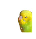 ぜんこのすたんぷ（個別スタンプ：10）