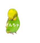 ぜんこのすたんぷ（個別スタンプ：11）