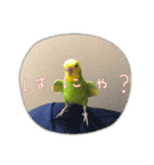 ぜんこのすたんぷ（個別スタンプ：14）