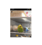 ぜんこのすたんぷ（個別スタンプ：15）