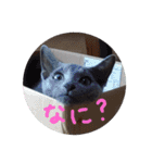 ネココ  aoスタンプ（個別スタンプ：1）