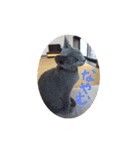 ネココ  aoスタンプ（個別スタンプ：3）