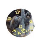 ネココ  aoスタンプ（個別スタンプ：7）
