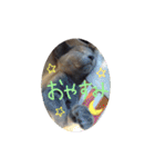 ネココ  aoスタンプ（個別スタンプ：8）
