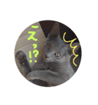 ネココ  aoスタンプ（個別スタンプ：11）