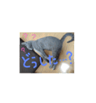 ネココ  aoスタンプ（個別スタンプ：13）