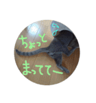 ネココ  aoスタンプ（個別スタンプ：17）