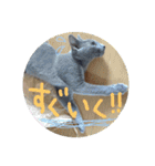 ネココ  aoスタンプ（個別スタンプ：22）
