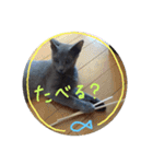 ネココ  aoスタンプ（個別スタンプ：25）