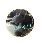 ネココ  aoスタンプ（個別スタンプ：27）