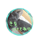 ネココ  aoスタンプ（個別スタンプ：29）
