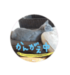 ネココ  aoスタンプ（個別スタンプ：33）