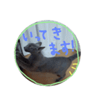 ネココ  aoスタンプ（個別スタンプ：35）
