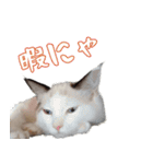 猫と虫（個別スタンプ：2）