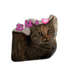 4匹のCAT（個別スタンプ：1）