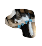 4匹のCAT（個別スタンプ：2）