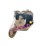 4匹のCAT（個別スタンプ：3）
