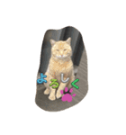 4匹のCAT（個別スタンプ：4）