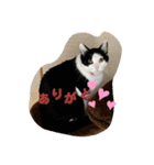 4匹のCAT（個別スタンプ：5）