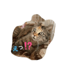 4匹のCAT（個別スタンプ：6）