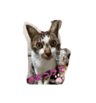 4匹のCAT（個別スタンプ：7）