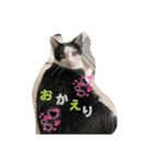 4匹のCAT（個別スタンプ：8）