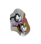 4匹のCAT（個別スタンプ：10）