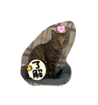 4匹のCAT（個別スタンプ：12）