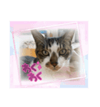 4匹のCAT（個別スタンプ：13）