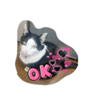 4匹のCAT（個別スタンプ：14）
