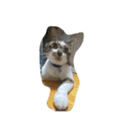 4匹のCAT（個別スタンプ：15）