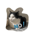 4匹のCAT（個別スタンプ：16）