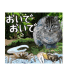 イリオモテ山猫大好き。沖縄行きたい（個別スタンプ：4）