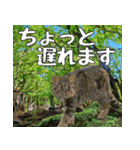 イリオモテ山猫大好き。沖縄行きたい（個別スタンプ：5）