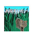 イリオモテ山猫大好き。沖縄行きたい（個別スタンプ：7）