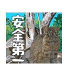 イリオモテ山猫大好き。沖縄行きたい（個別スタンプ：12）