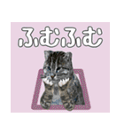 イリオモテ山猫大好き。沖縄行きたい（個別スタンプ：17）