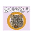 イリオモテ山猫大好き。沖縄行きたい（個別スタンプ：18）